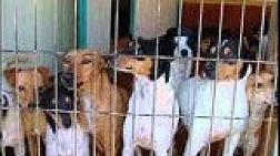 Dog cruise I Mijas
